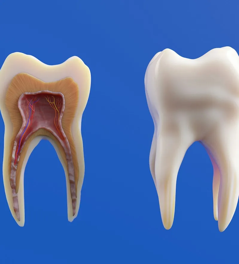 Two tooth models, one cut open to show the inside of the tooth